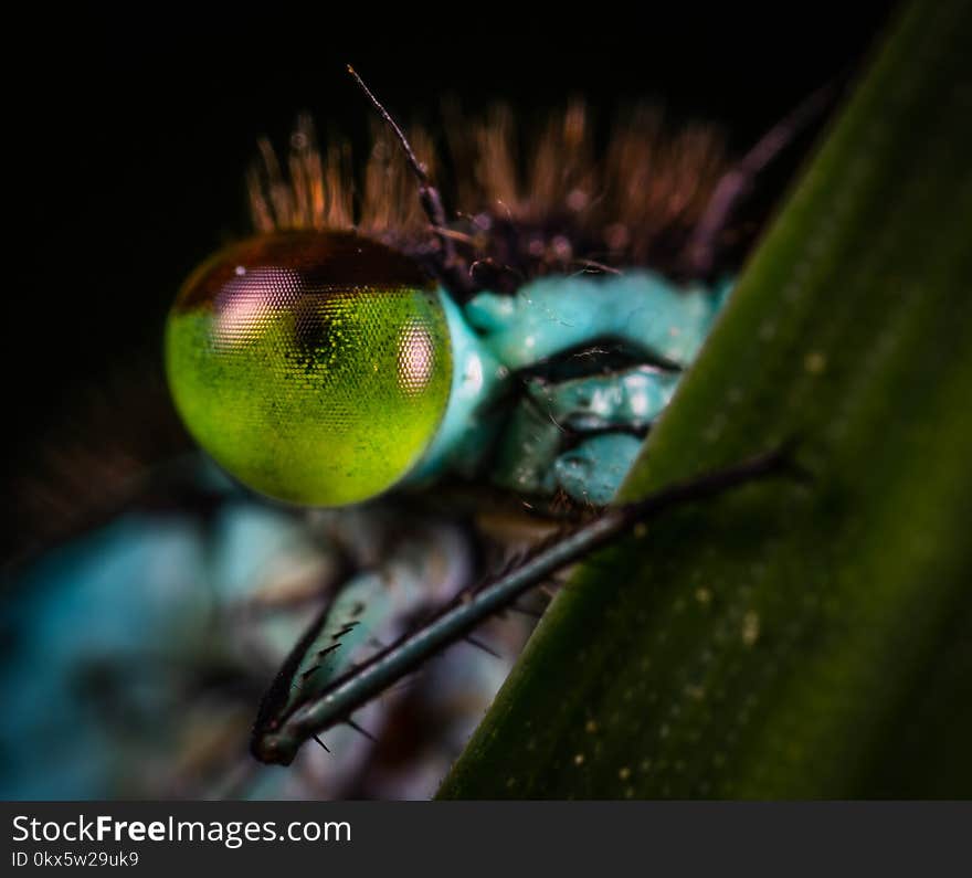 Selective Focus Photography of Insect Eye