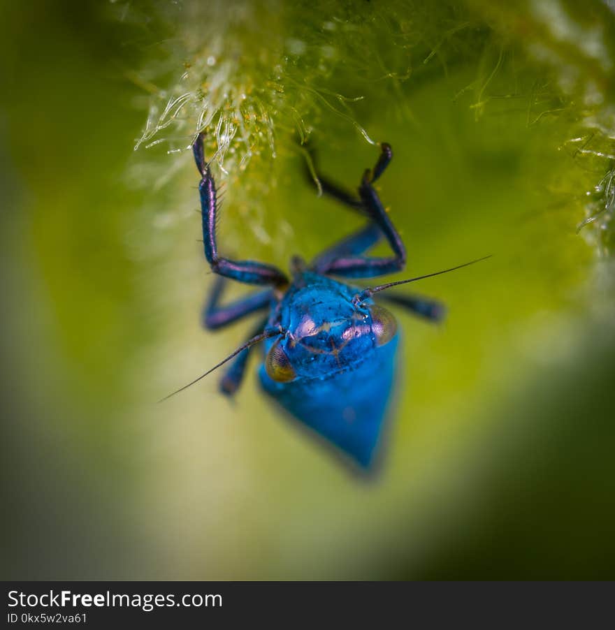 Selective Photograph of Blue Spider