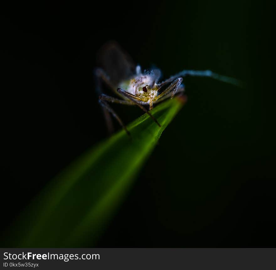 Blue and Gray Insect on Green Leaf