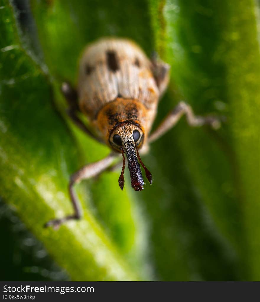 Brown Insect in Macro Shot Photography