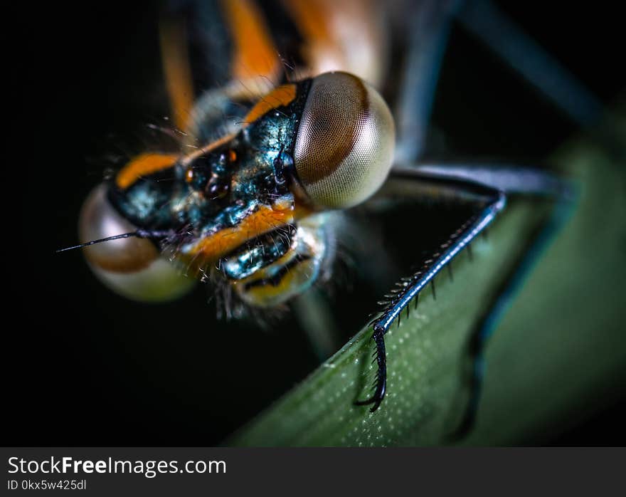 Macro Photography of Insect