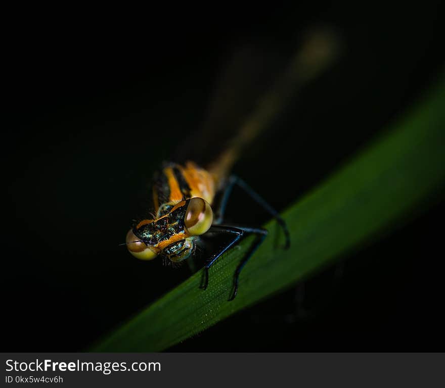 Closeup Photo of Yellow and Black Insect on Green Leaf