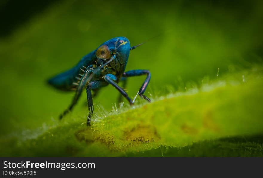 Blue Insect in Close-up Photography