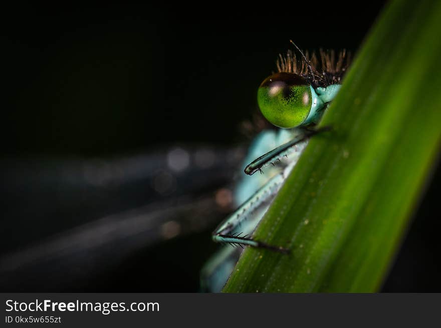 Focus Photography of Green Dragonfly