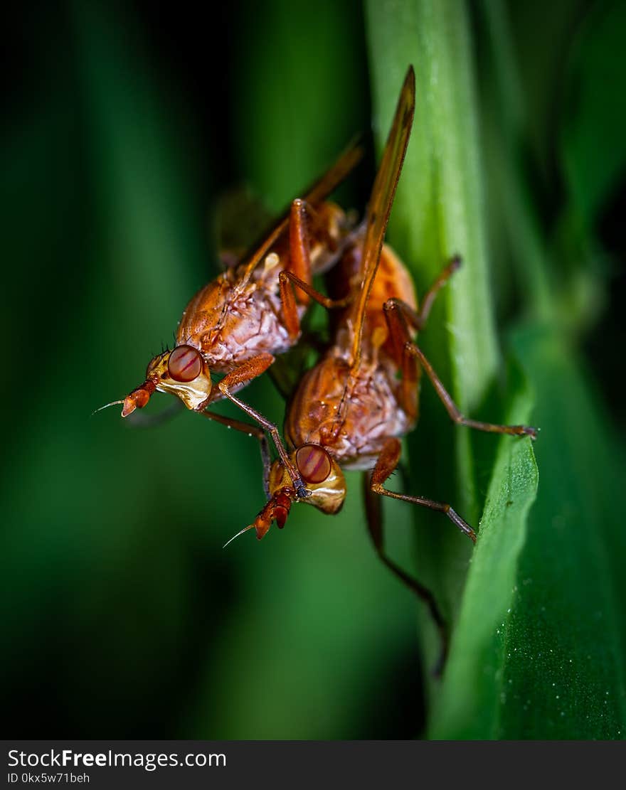 Two Brown Flies