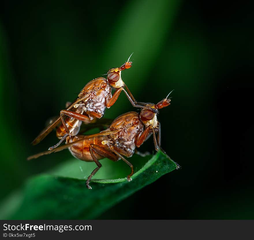 Macro Photography of Two Fly on Leaf