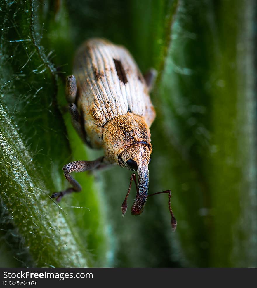 Macro Photography of Black and Brown Beetle