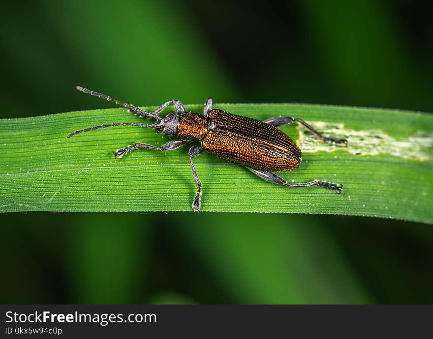 Brown and Black Bug