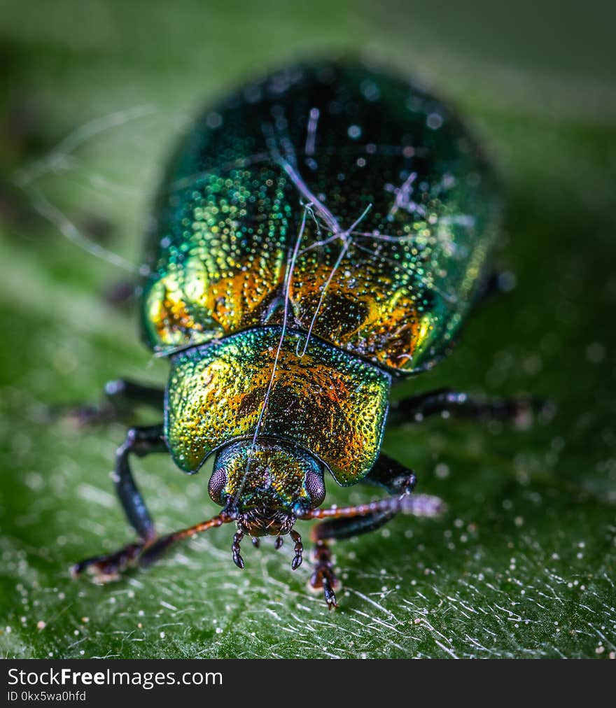 Close Shot of Green and Yellow Beetle