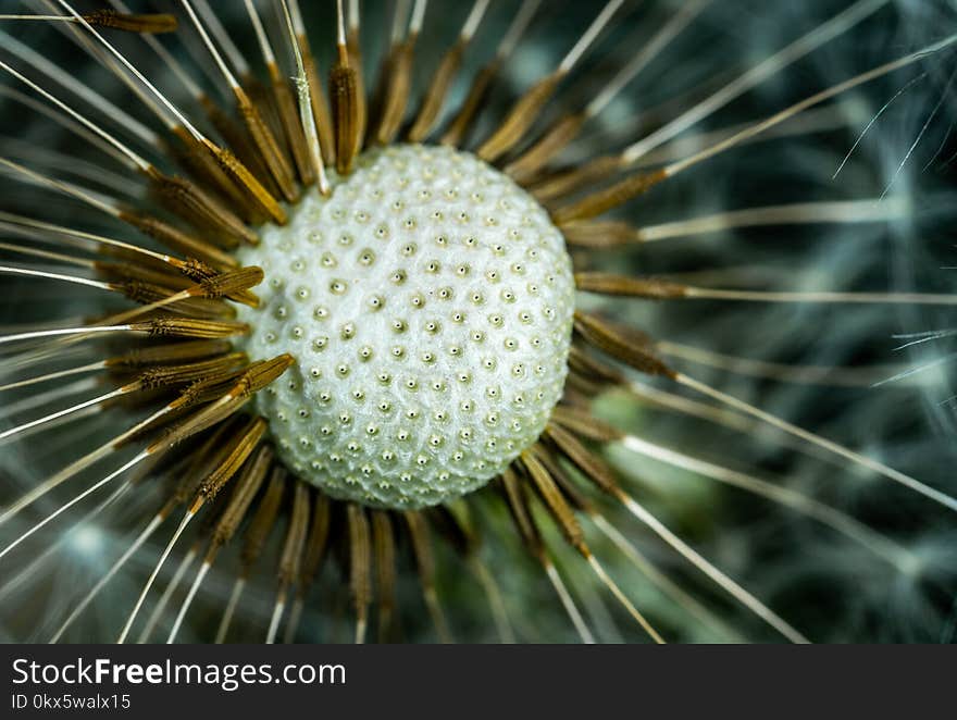 Macro Photography of White Petaled Flower