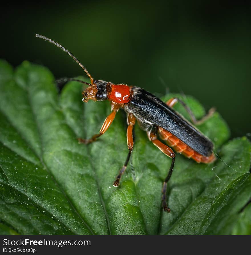 Black, Orange, and Red Cricket