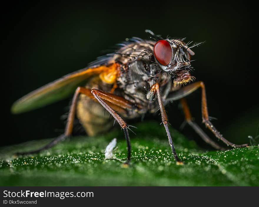 Macro Photography of Gray Fly