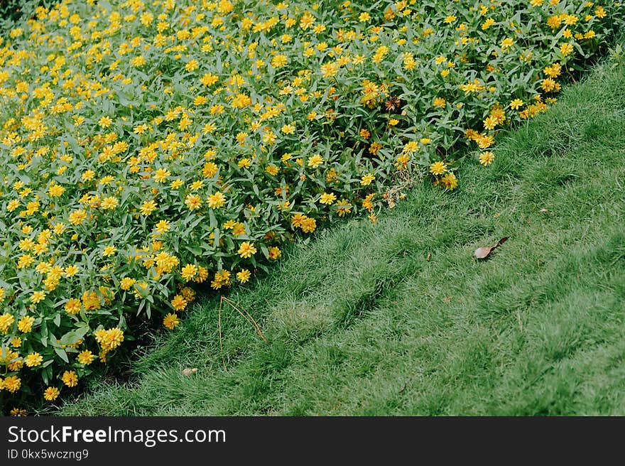 Photography of Flowers