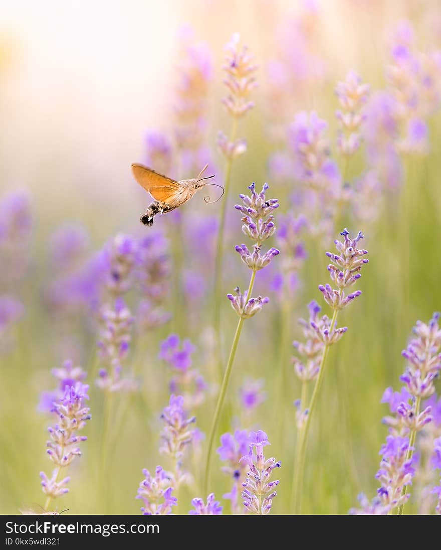 Brown Moth Hovering over Purple Flower