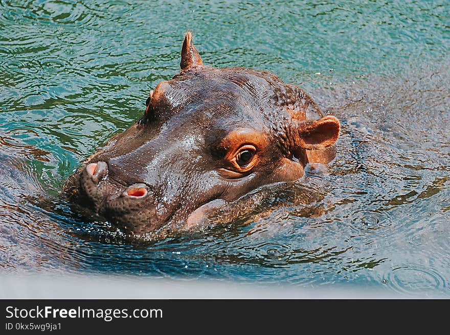 Close-up Photography of Hippopotamus