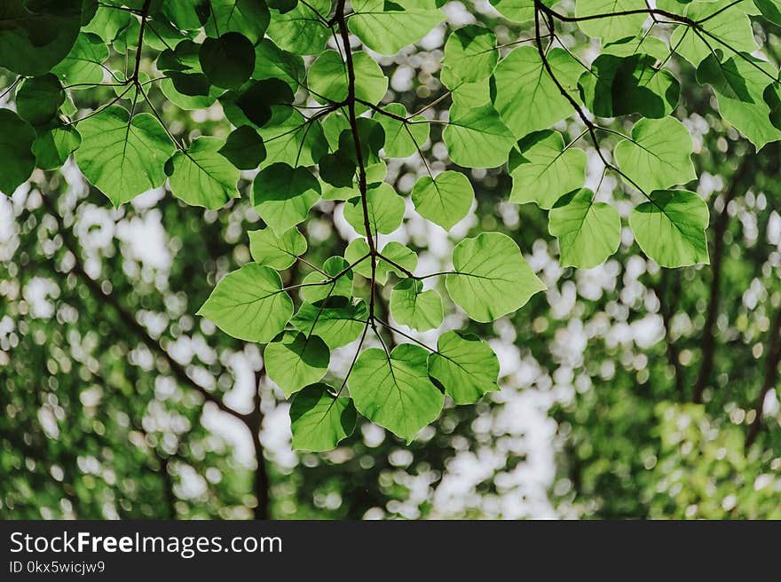 Close-up Photography of Leaves