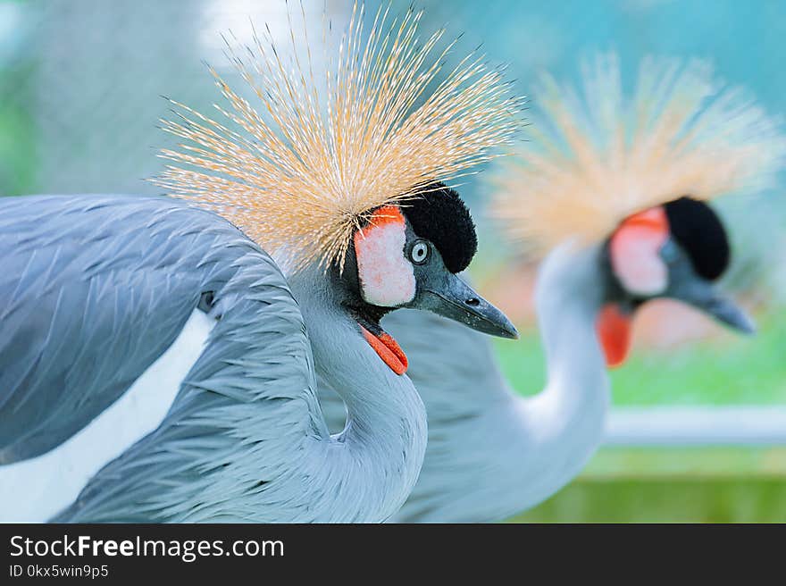 Shallow Focus Photography of Two Crowned Crane