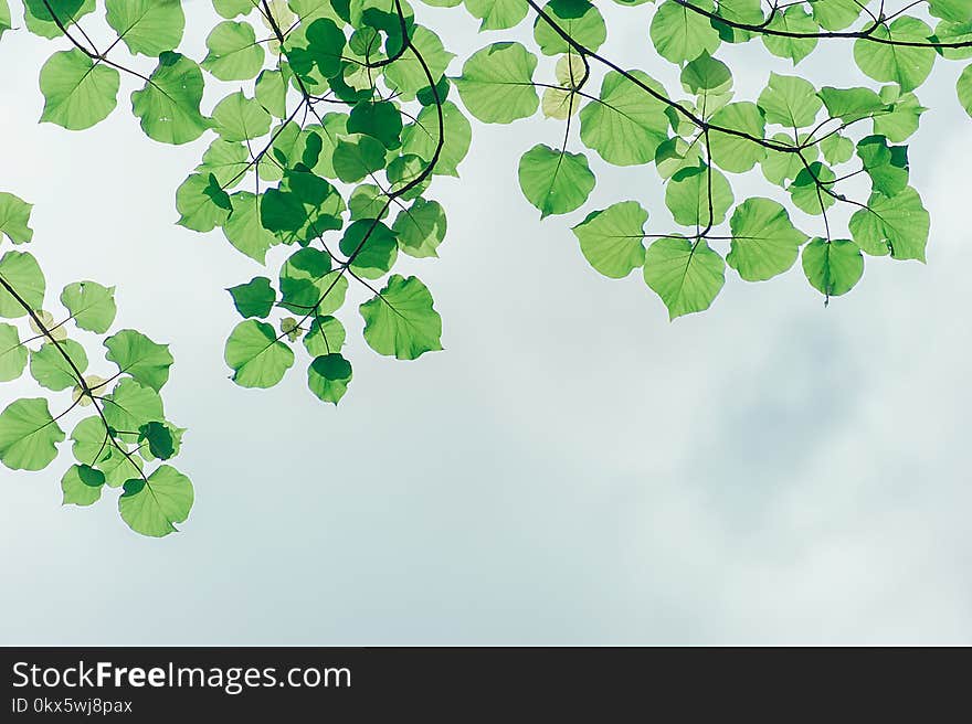 Photography of Leaves Under the Sky