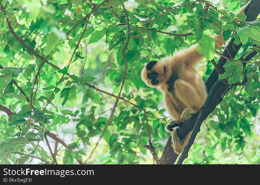 Close-up Photography of Monkey