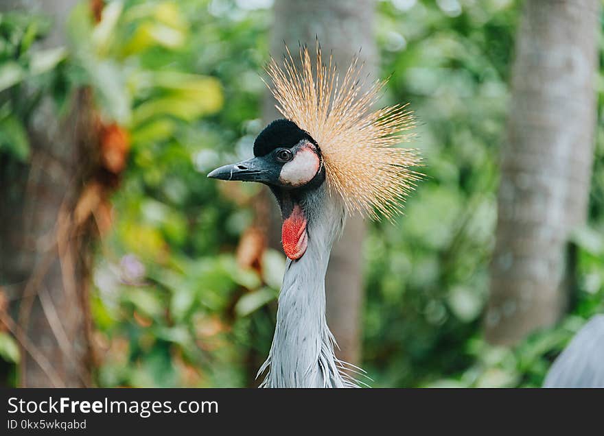 Shallow Focus Photography of Bird