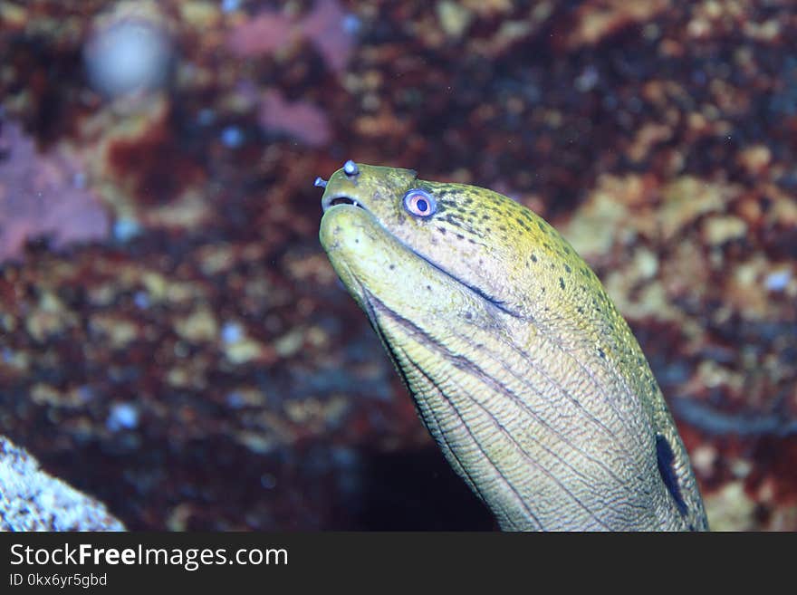 Giant moray detail