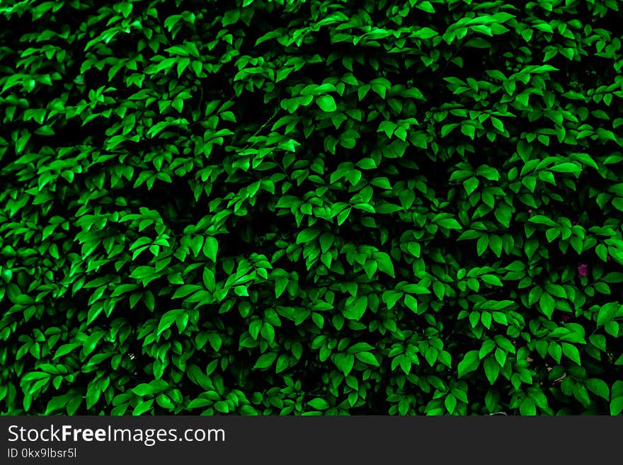 Green leaves background. Green leaves color tone dark in the morning.