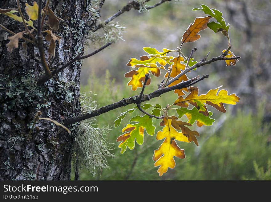 Leafs in Autumn