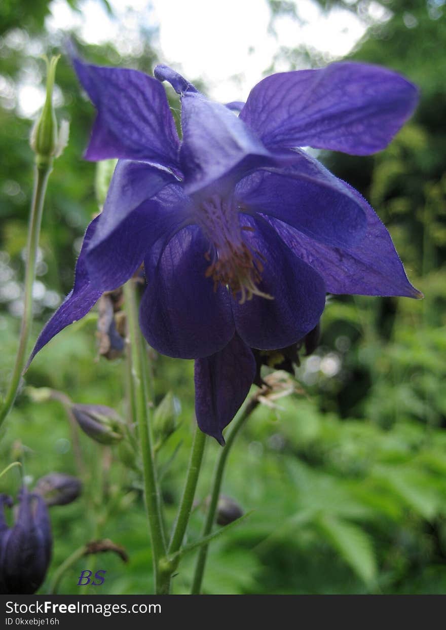 Macro photo with decorative background texture petals purple color of herbaceous plants Aquilegia on a blurry light green background as a source for prints, advertising, posters, decor, Wallpaper