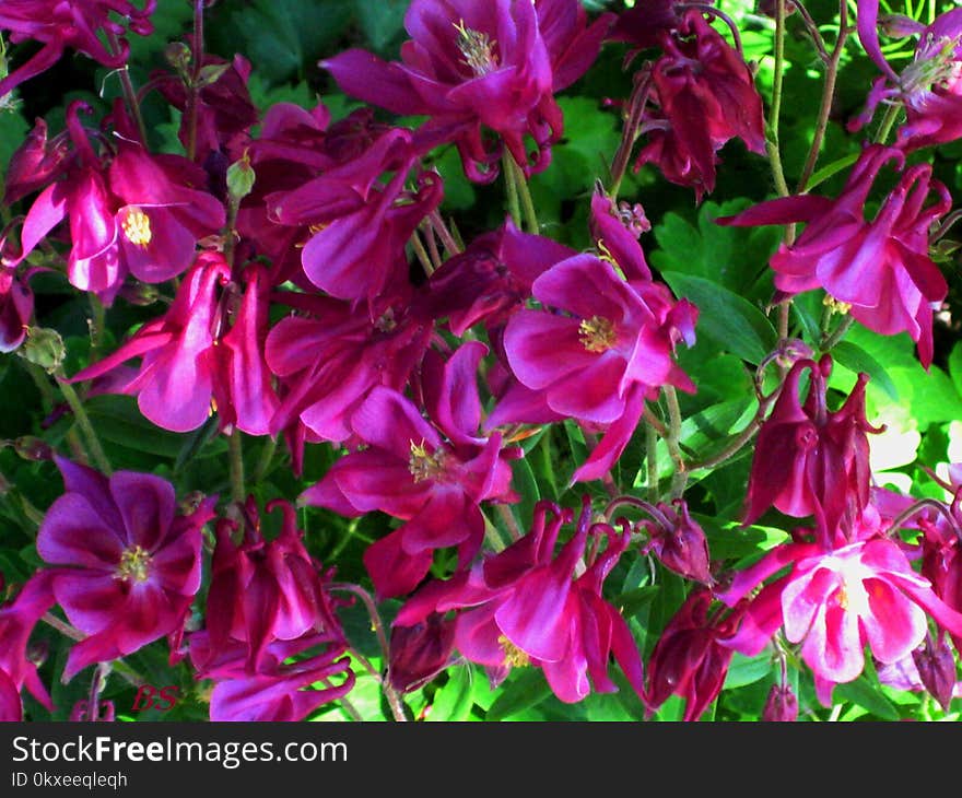 Macro photo with decorative background texture petals pink color of herbaceous plants Aquilegia on a blurry light green background as a source for prints, advertising, posters, decor, Wallpaper