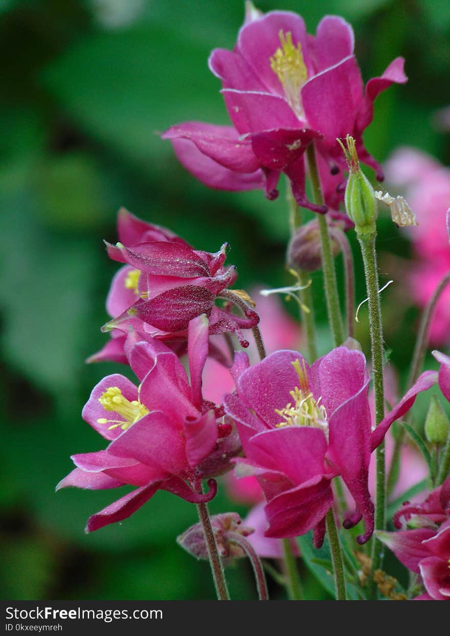 Macro photo with decorative background texture petals pink color of herbaceous plants Aquilegia on a blurry light green background as a source for prints, advertising, posters, decor, Wallpaper