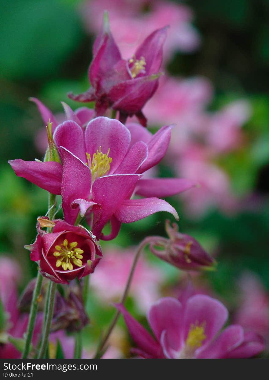 Macro photo with decorative background texture petals pink color of herbaceous plants Aquilegia on a blurry light green background as a source for prints, advertising, posters, decor, Wallpaper