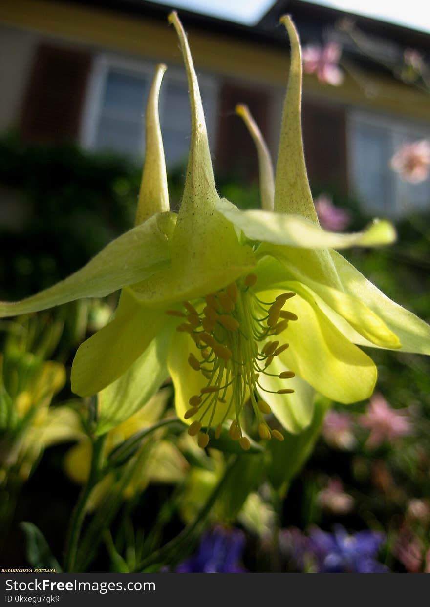 Macro photo with decorative background texture petals amber color of herbaceous plants Aquilegia on a blurry light green background as a source for prints, advertising, posters, decor, Wallpaper