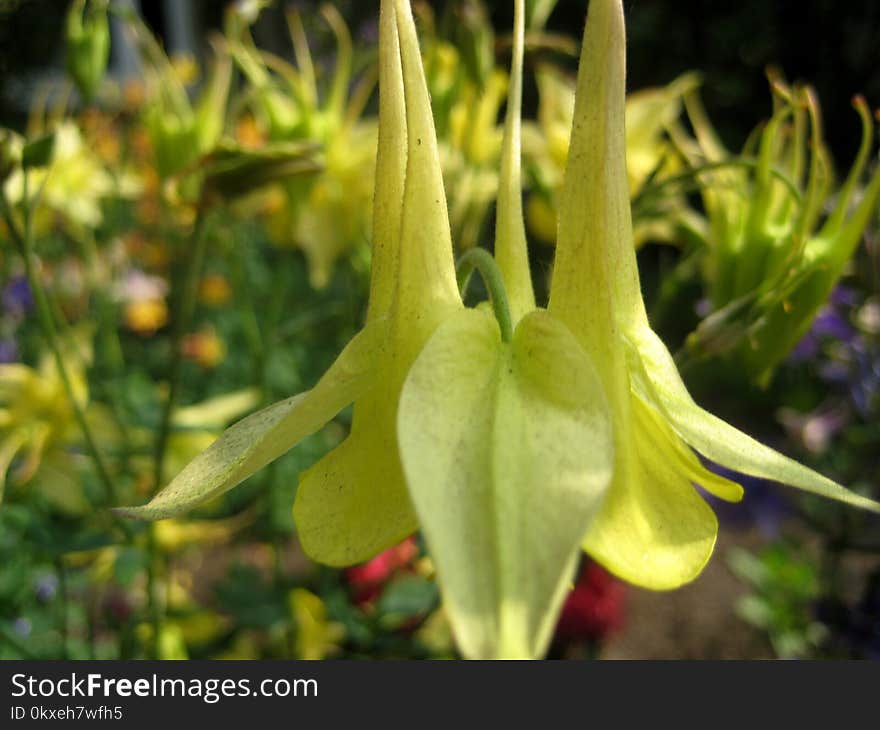 Macro photo with decorative background texture petals amber color of herbaceous plants Aquilegia