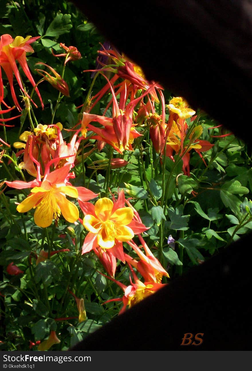 Macro Photo With Decorative Background Texture Petals Amber Color Of Herbaceous Plants Aquilegia