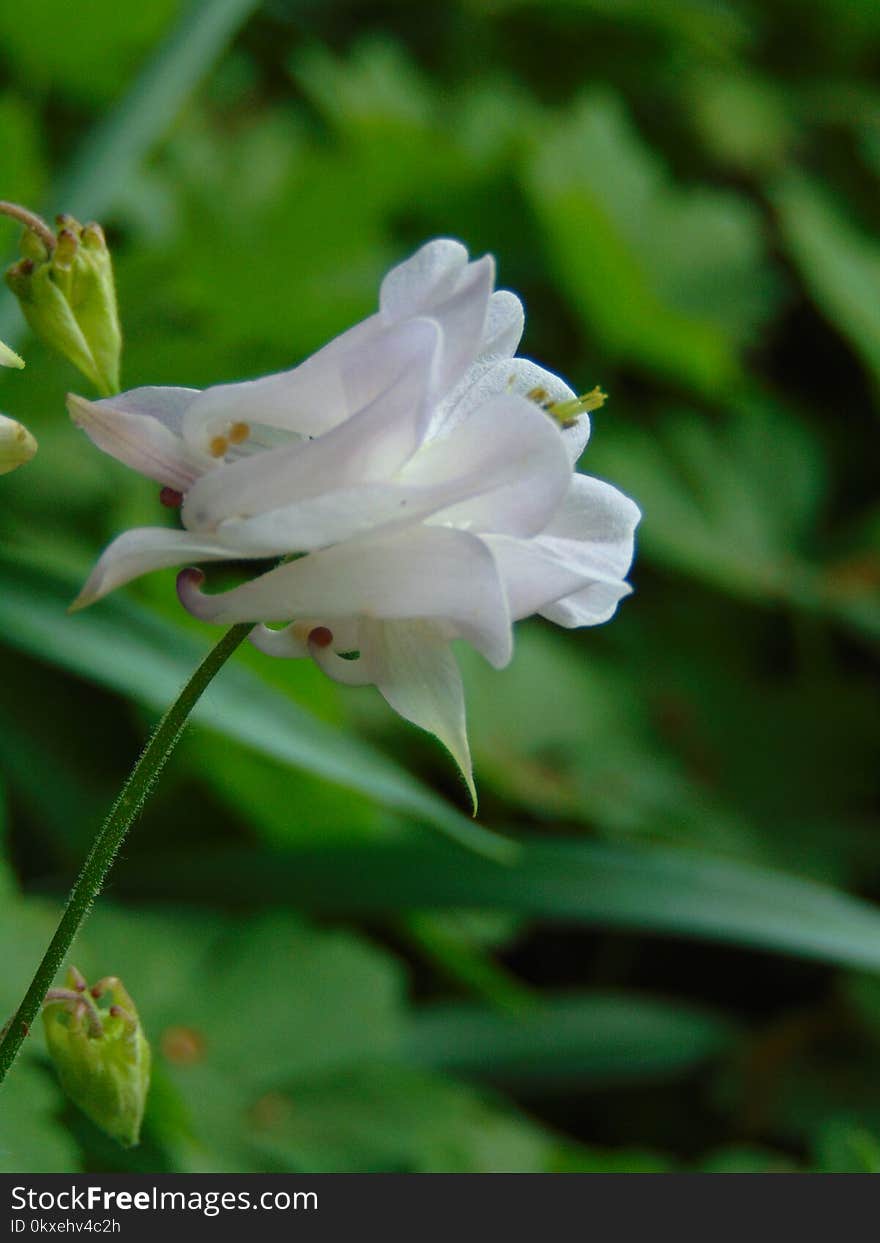 Macro photo with decorative background texture petals white delicate color of herbaceous plants Aquilegia on a blurry light green background as a source for prints, advertising, posters, decor, Wallpaper