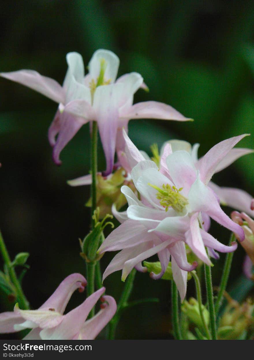 Macro photo with decorative background texture petals white delicate color of herbaceous plants Aquilegia on a blurry light green background as a source for prints, advertising, posters, decor, Wallpaper