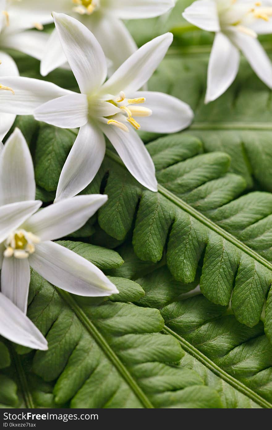 Composition from the leaves of a fern and blossoming buds