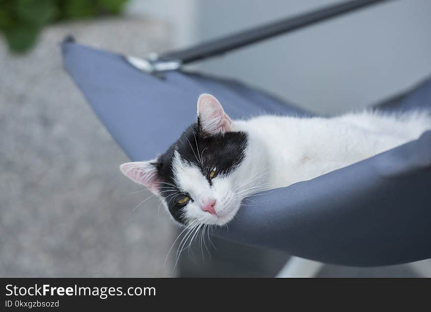 Lazy cat resting in an armchair