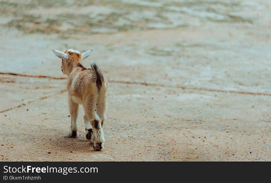 Brown and White Goat Walking on Ground