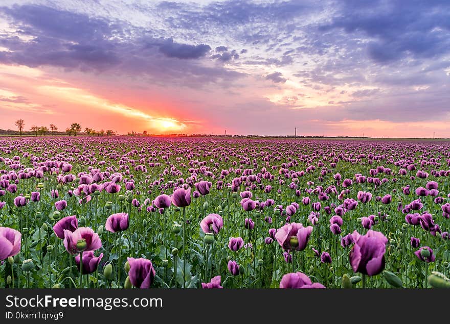 Purple Petaled Flower Field