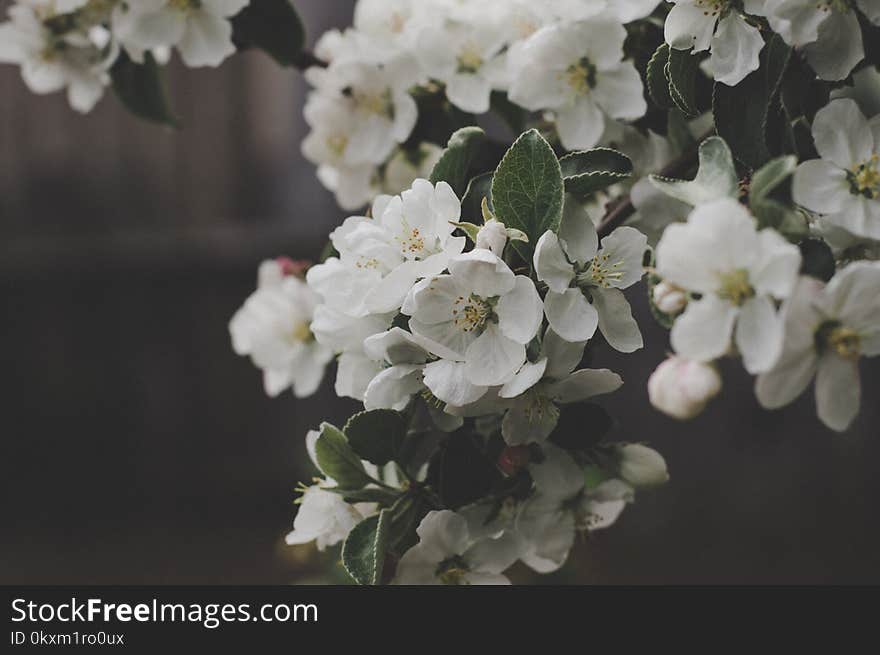 White Flowers Macro Shot