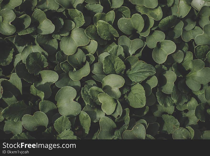 Green Heart-shape Leaf Plant