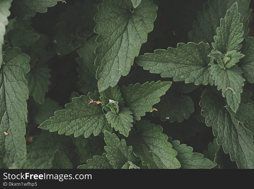 Green Plant