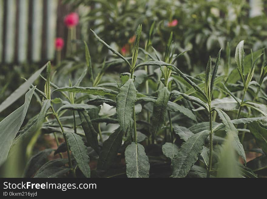 Selective Focused Green Plants