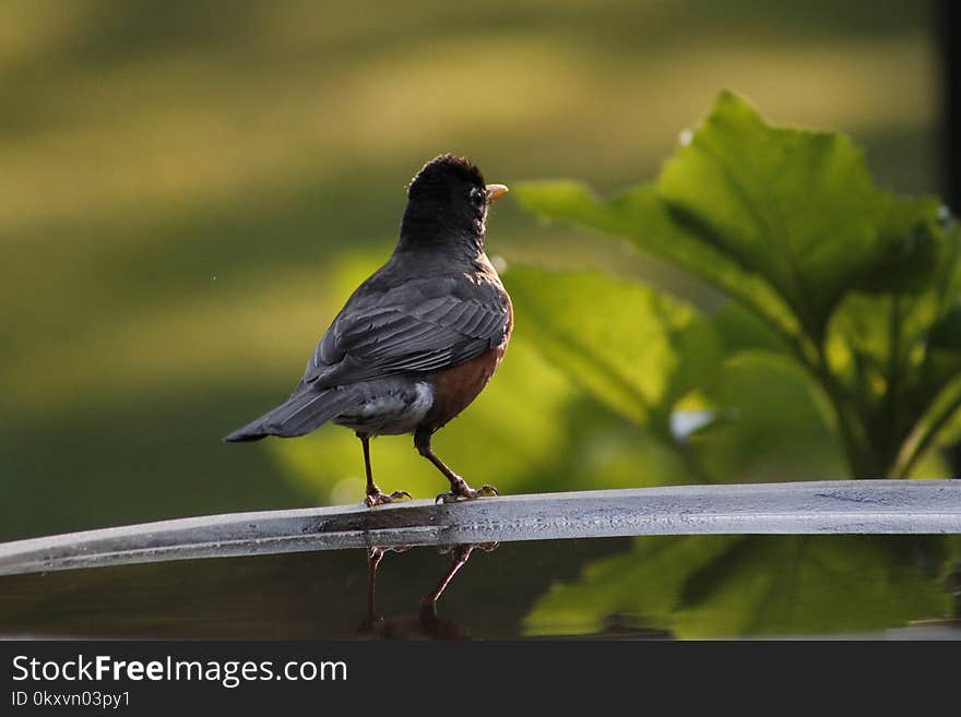 Bird, Beak, Fauna, Blackbird