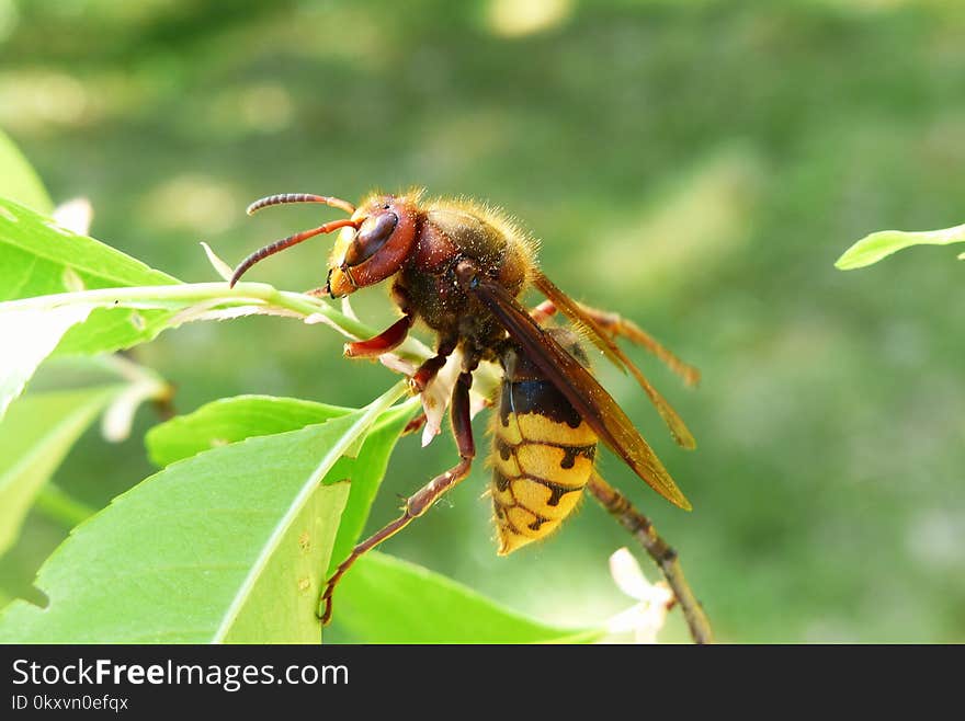 Insect, Wasp, Pest, Membrane Winged Insect