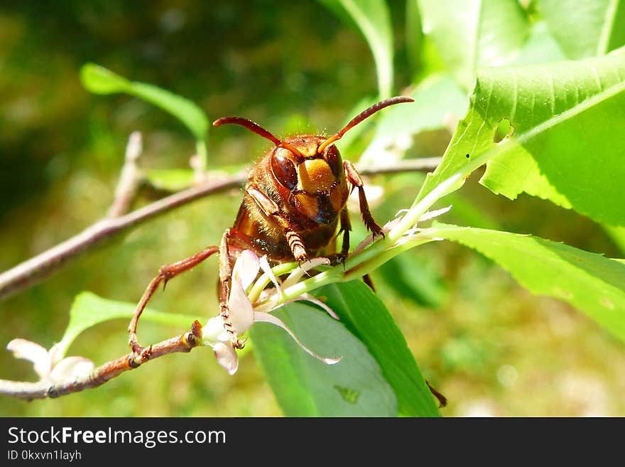 Insect, Pest, Invertebrate, Hornet