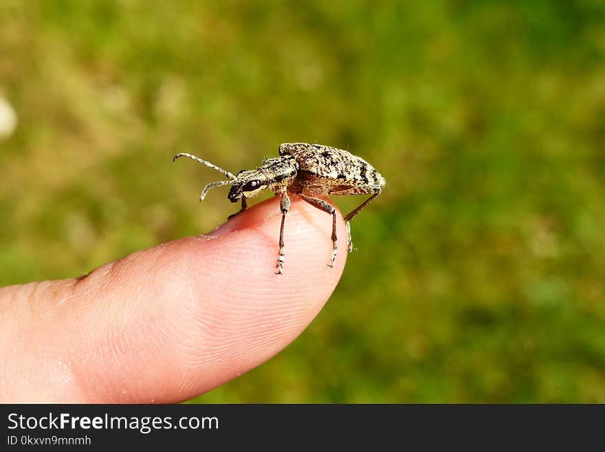 Insect, Invertebrate, Fauna, Weevil