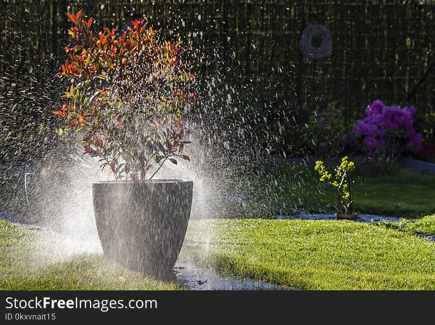 Nature, Water, Leaf, Grass