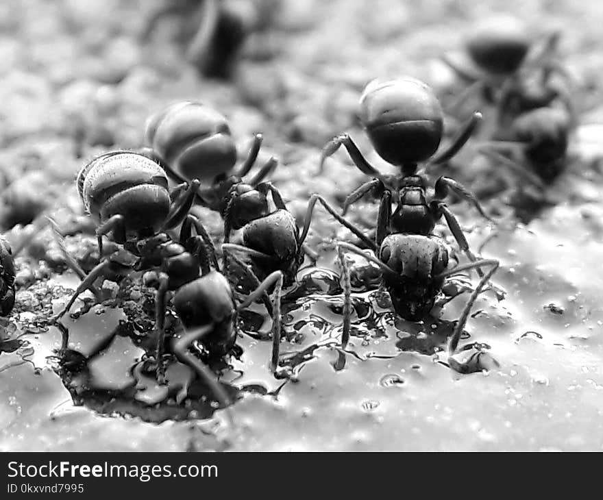 Insect, Black And White, Pest, Macro Photography